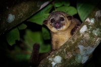 Kynkazu - Potos flavus - Kinkajou 0697